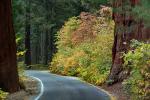Road, Roadway, Forest, Trees, Fall Colors, Autumn, NPSD02_013