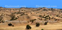 Dry Mountin Hills, trees, NPSD02_177