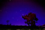 night skies, Joshua Tree National Monument, NPSV01P10_12