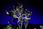 night skies, Joshua Tree National Monument, NPSV01P10_14
