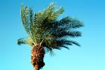 Palm Tree, NPSV04P12_15
