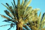 Palm Tree, NPSV05P06_06