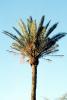 Palm Tree, NPSV05P06_07