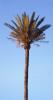 Palm Tree, NPSV05P06_07B