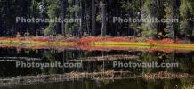 Small Lake west of Tenaya, Reflections, Water, Trees, NPYD01_045