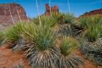 Yucca Plants in the Desert, Vegetation, NSAV01P05_13.2569