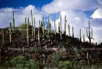 Cactus Forest, NSAV01P08_09