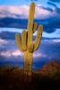 Lone Cactus in the Desert Sun, NSAV01P09_02