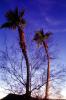 Palm Trees, NSAV03P15_19