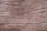 Termite Trails in Wood, NWBV01P06_11.2881