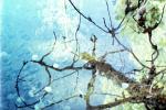 Tree, Reflection, Wet, Liquid, Water, NWEV02P09_02