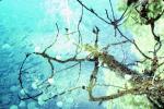 Tree, Reflection, Wet, Liquid, Water, NWEV02P09_04