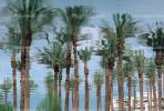 Palm Trees, Palm Springs, California, Water Reflection, Wet, Liquid, Water, NWEV05P04_12.3737