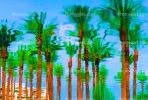 Palm Trees, Palm Springs, California, Water Reflection, Wet, Liquid, Water, NWEV05P04_12B.3737