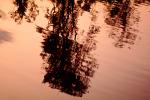 Water Reflection, Tree, Wet, Liquid, Water, NWEV06P07_15