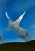 Angels flight, wings, NWSD05_028
