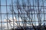 Glass Panes, Reflection, Bare Tree, daytime, daylight, NWSV17P09_11