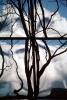 Glass Panes, Reflection, Bare Tree, daytime, daylight, NWSV17P13_17