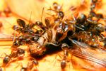 Ants Attack, Dismanteling a Termite, OEAD01_013