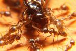 Ants Attack, Dismanteling a Termite, OEAD01_026