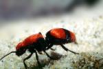 Velvet Ant, Dasymutilla sppSaint, Vespoidea, Mutillidae, OEAV01P02_13