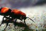 Velvet Ant, Dasymutilla sppSaint, Vespoidea, Mutillidae, OEAV01P03_02