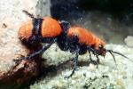 Velvet Ant, Dasymutilla sppSaint, Vespoidea, Mutillidae, OEAV01P03_08