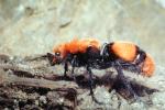 Velvet Ant, Dasymutilla sppSaint, Vespoidea, Mutillidae, OEAV01P03_11