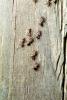 House Ants, OEAV01P04_02