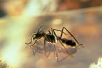 Bullet Ant, Dinoponera quadriceps, OEAV01P04_11