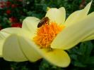 Honey Bee, OEBD01_004