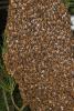 Hanging Bee Colony, OEBD01_114