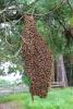 Hanging Bee Colony, OEBD01_125