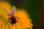 Honey Bee on a Flower, wings, OEBV01P01_02.0889