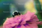 Bumblebee, OEBV01P01_19B