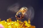 Honey Bee, Flight, OEBV01P02_15B