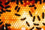 Honey Bee, Hexagons, Hive, Honeycomb, OEBV01P03_16.0889