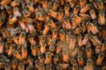 Bee Keeping, Honey Bee, Davis, California, OEBV01P09_09.1449