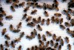 Bee Keeping, Honey Bee, Davis, California, OEBV01P09_17