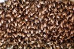 Bee Keeping, Honey Bee, Davis, California, OEBV01P09_19