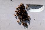 Bee Keeping, Honey Bee, Davis, California, OEBV01P10_10.3332
