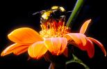 Bumblebee, OEBV01P12_16B