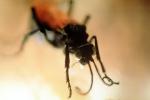 Spider Wasp, (Pepsis cerberus), OEBV02P04_07