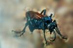 Spider Wasp (Pepsis cerberus), OEBV02P04_09