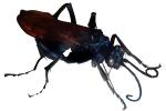 Spider Wasp (Pepsis cerberus), photo-object, object, cut-out, cutout, OEBV02P04_10F