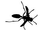 Yellow-Legged Paper Wasp, (Mischocyttarus flavitarsus), Yellowjacket, OEBV02P04_12M