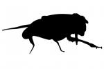 Bee Silhouette, logo, shape, OEBV02P04_18M