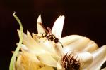 Wasp, OEBV02P05_11