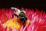 Bee, OEBV02P06_01