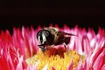 Bee, OEBV02P06_02